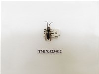 藏品(細黃胡蜂)的圖片